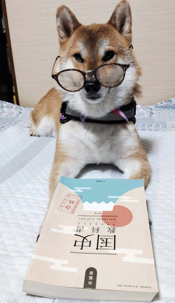 めがねをかけた柴犬