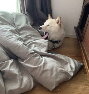 白柴　眠そう