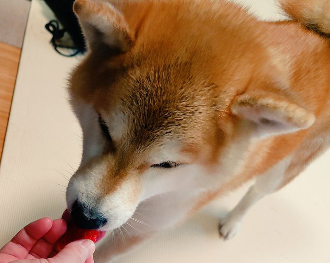 柴犬
