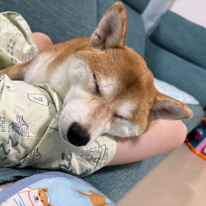 柴犬