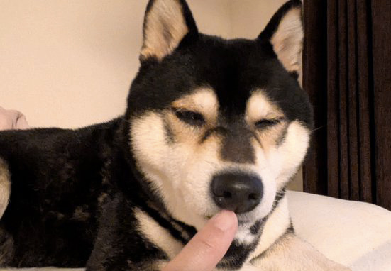 柴犬