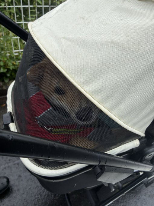 カートの中の柴犬