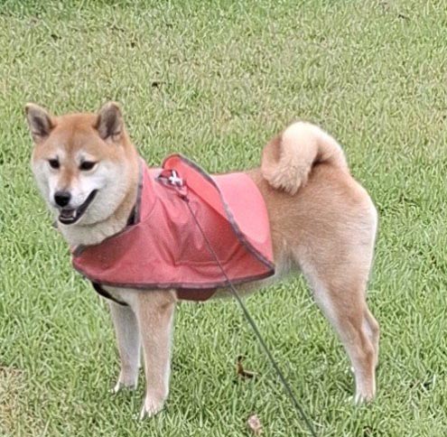 カッパを着た柴犬