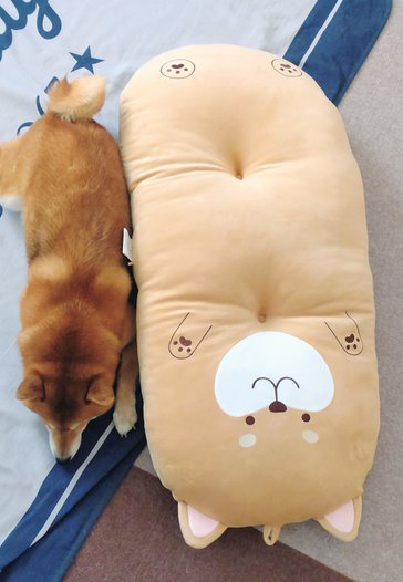柴犬