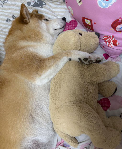 柴犬とぬいぐるみ