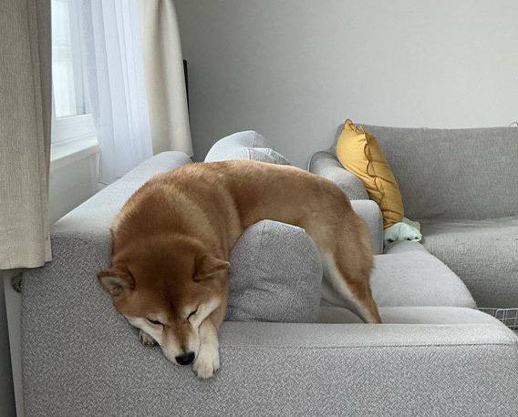 柴犬