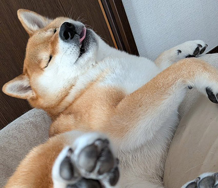 柴犬