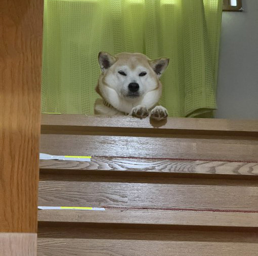 柴犬