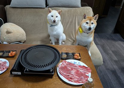 柴犬