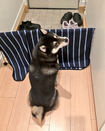 柴犬