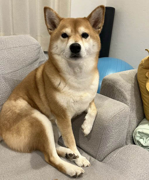 ソファに座る柴犬