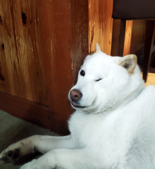 柴犬