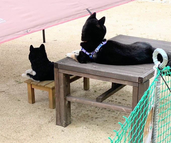 柴犬