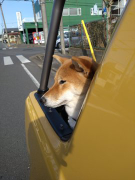車内の柴犬