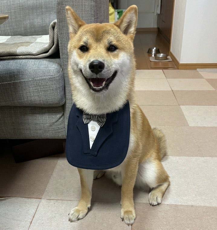 柴犬