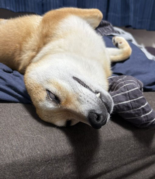 柴犬