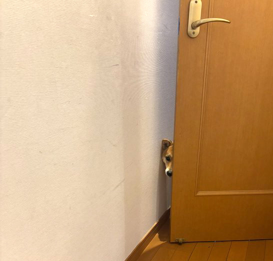 柴犬