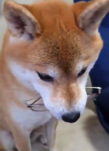 柴犬