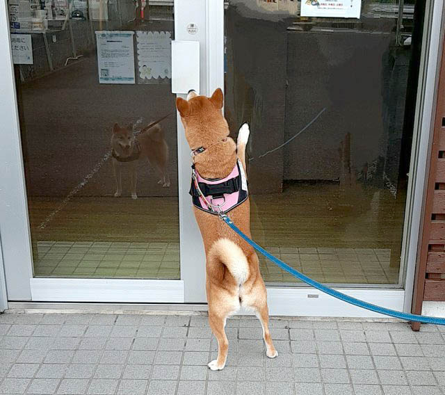 柴犬