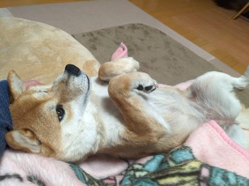 柴犬