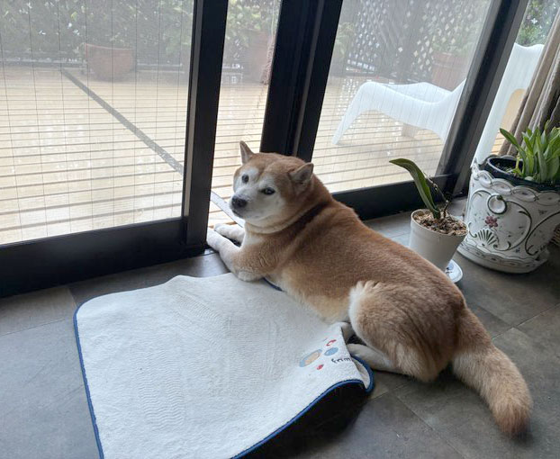 柴犬