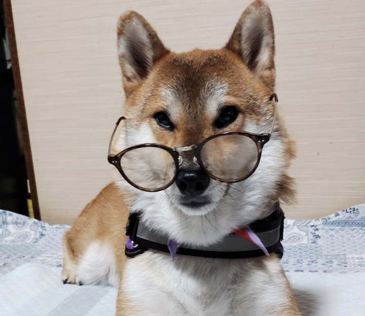 めがねをかけた柴犬