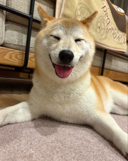 柴犬