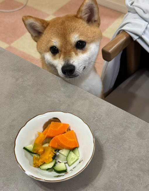 柴犬
