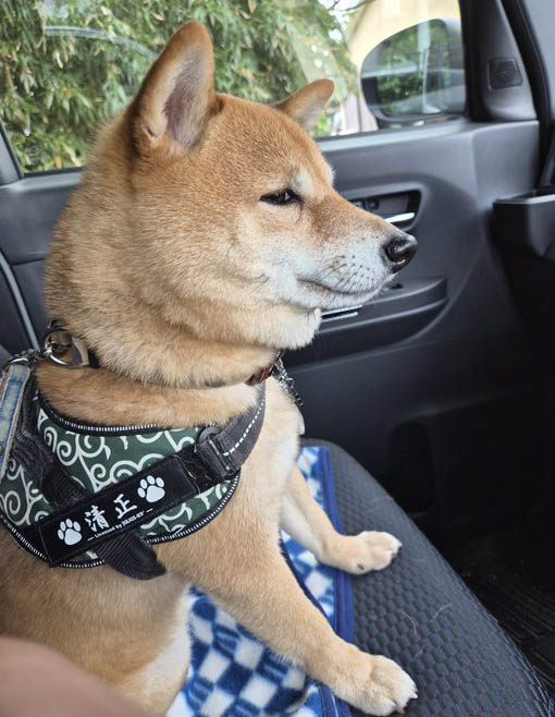 車の中の柴犬