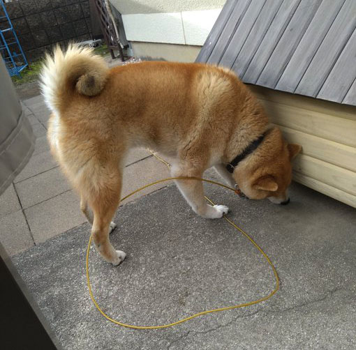 柴犬