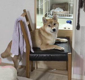 柴犬