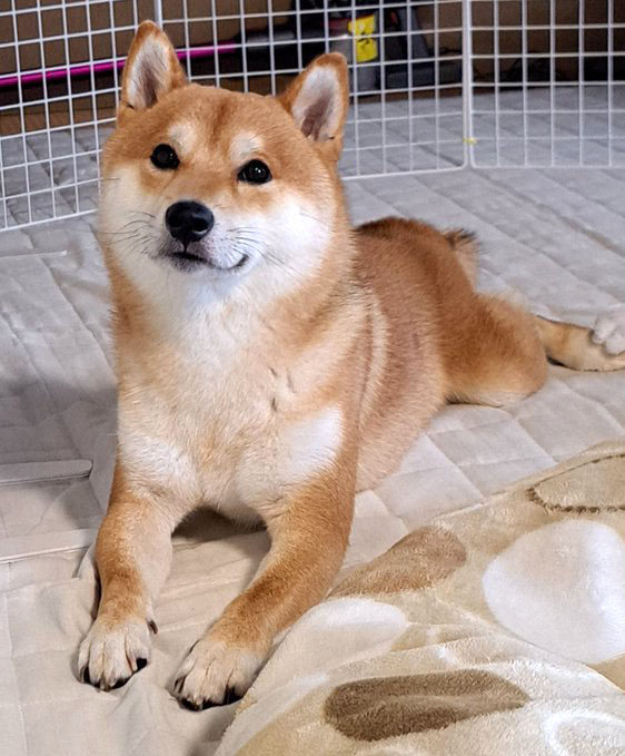 柴犬
