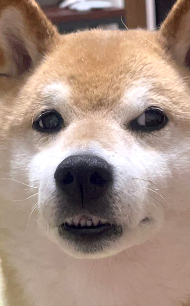 柴犬