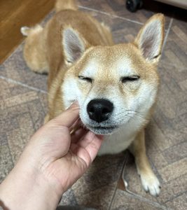柴犬