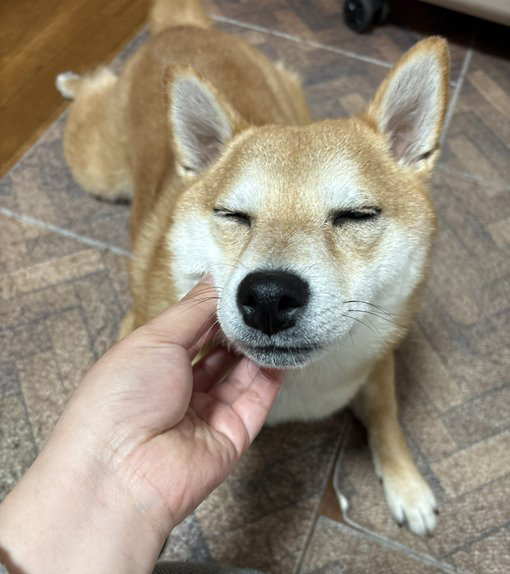 柴犬