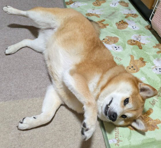 柴犬