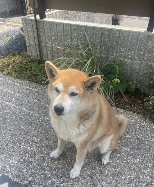 柴犬