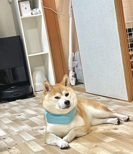 柴犬