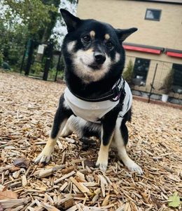 柴犬　トイレ