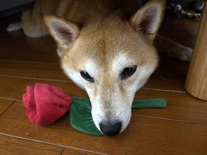 バラをくわえた柴犬