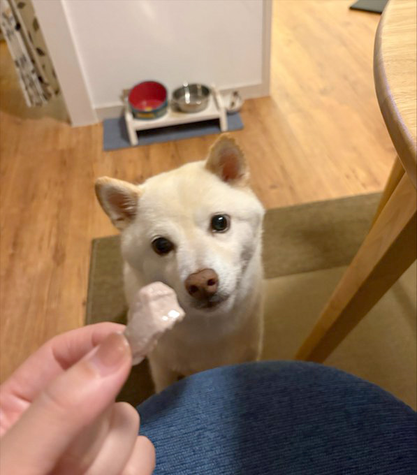 柴犬