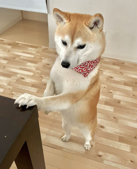 柴犬