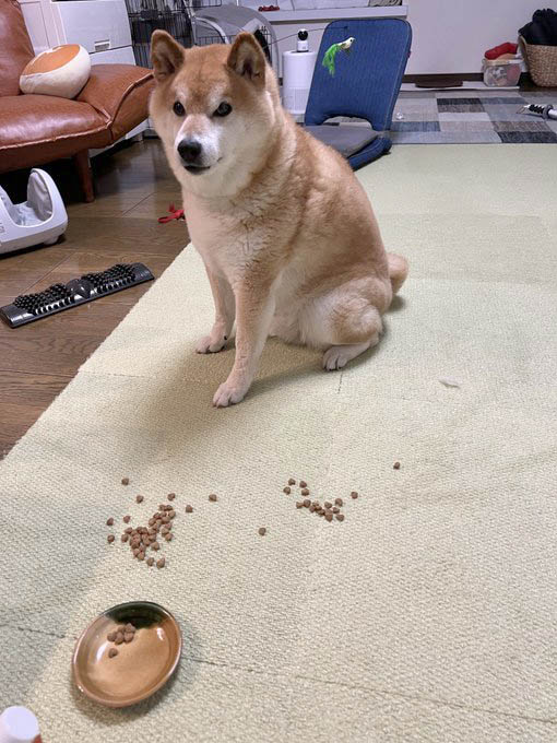 柴犬