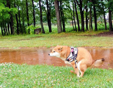 柴犬 ウンチ