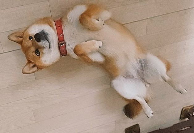 柴犬