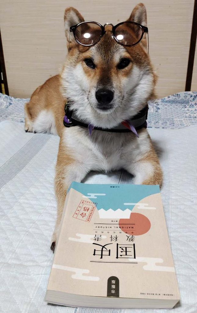 めがねをかけた柴犬