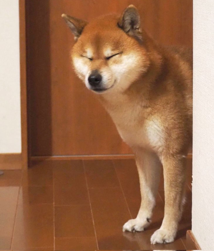柴犬