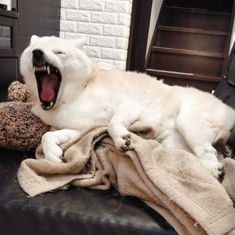あくびをする柴犬