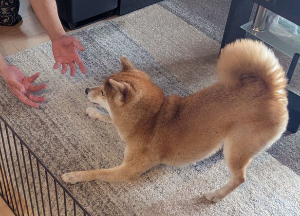 柴犬　プレイバウ