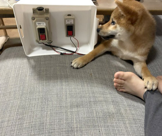柴犬